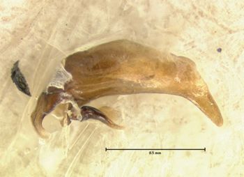 Media type: image;   Entomology 5524 Aspect: genitalia